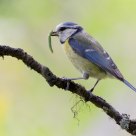 Parus caeruleus /  Blue Tit
